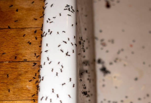 Best Mosquito Control Services  in Fuller Heights, FL