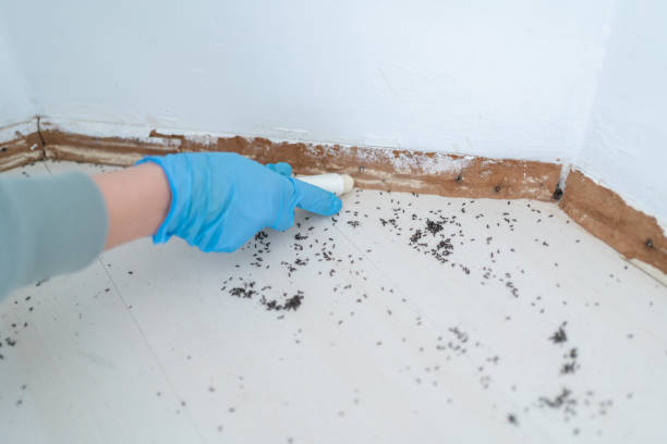 Best Emergency Pest Control  in Fuller Heights, FL